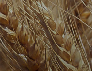 Cereais